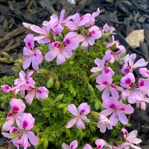 Meet your Posher, Swati